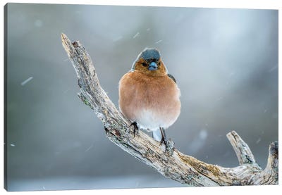 Finch In The Winter Canvas Art Print - Robin Scholte