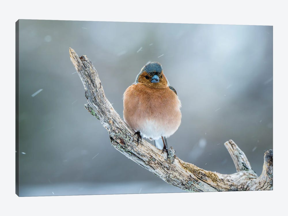 Finch In The Winter by Robin Scholte 1-piece Canvas Print