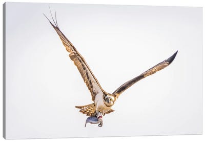 Catch By Osprey Canvas Art Print - Robin Scholte