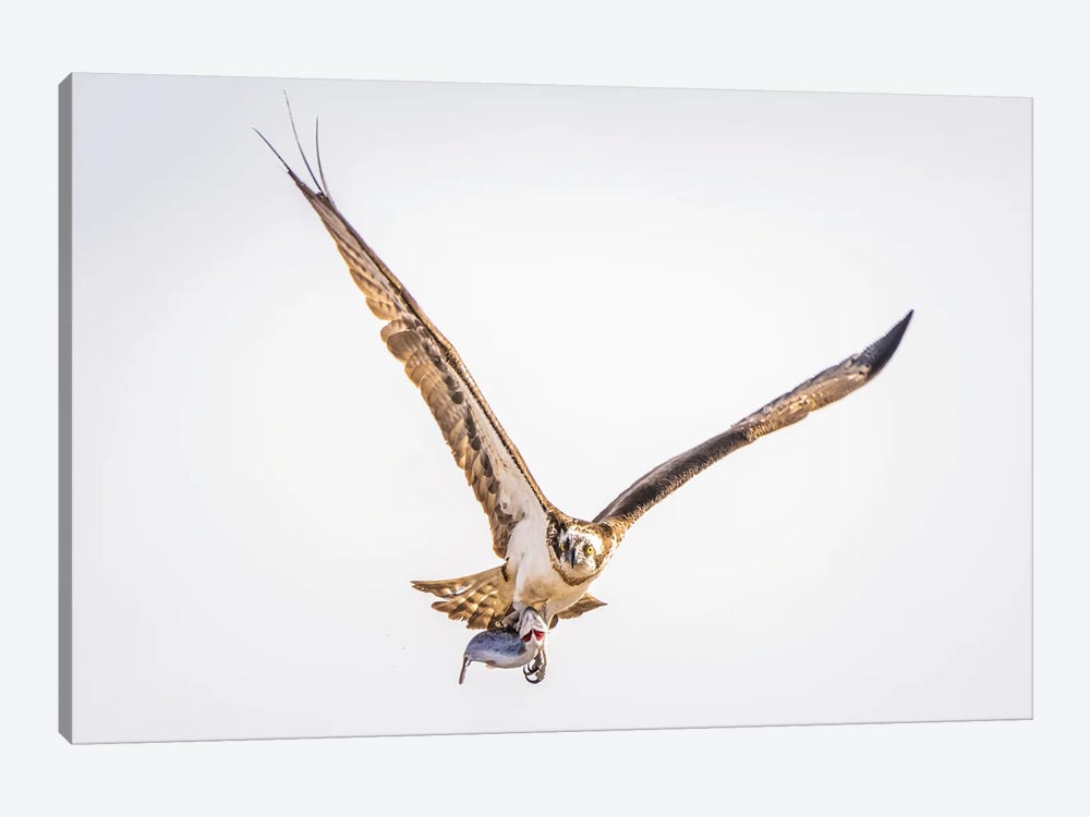 Catch By Osprey by Robin Scholte 1-piece Canvas Wall Art