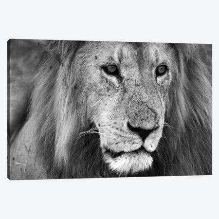 Close Up Of A Lion Canvas Print #RLT109} by Robin Scholte Art Print