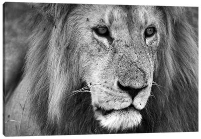 Close Up Of A Lion Canvas Art Print - Robin Scholte