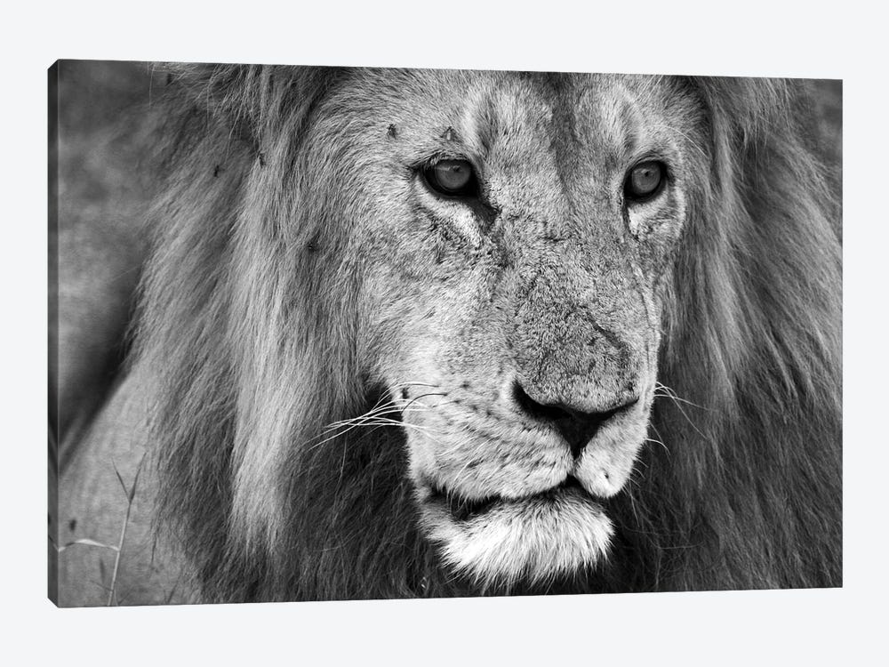 Close Up Of A Lion by Robin Scholte 1-piece Canvas Art Print