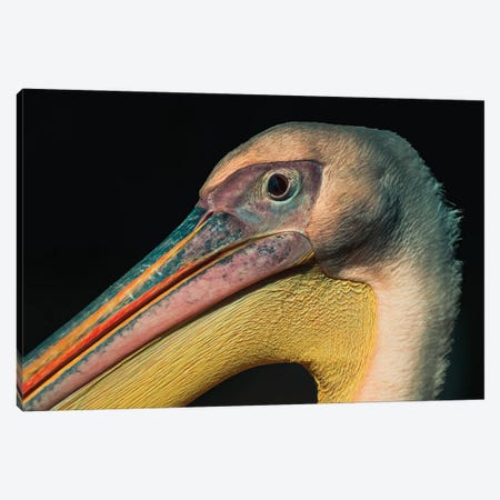 Pelican Look Canvas Print #RLT10} by Robin Scholte Canvas Art