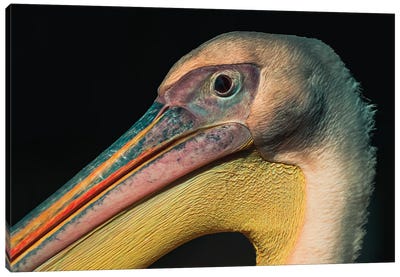 Pelican Look Canvas Art Print - Robin Scholte