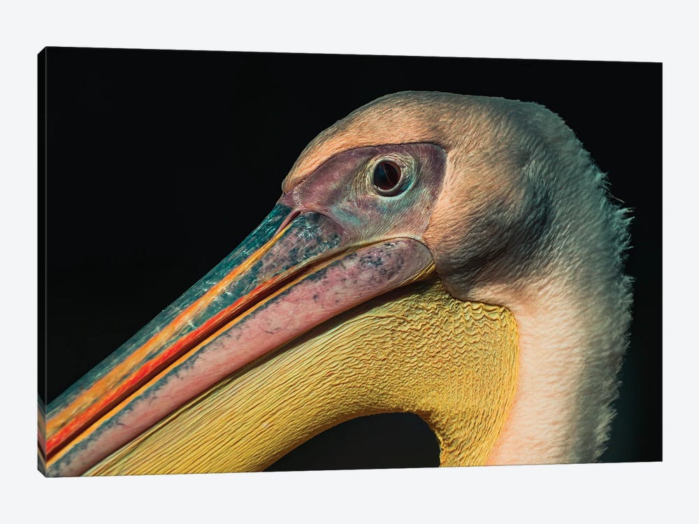 Pelican Look by Robin Scholte 1-piece Art Print