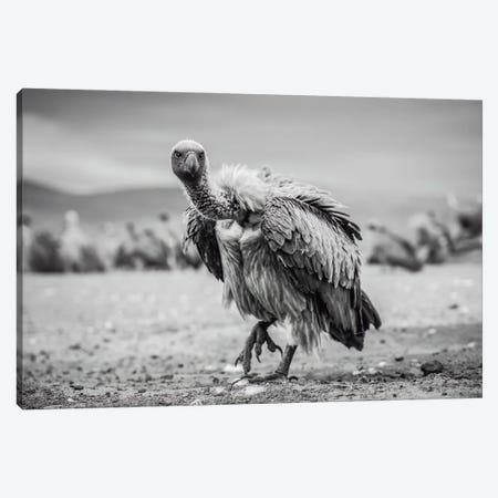 Vulture Canvas Print #RLT116} by Robin Scholte Art Print