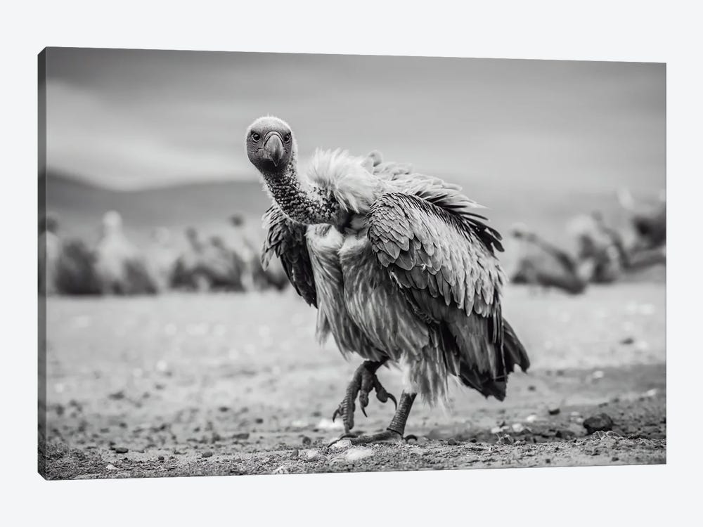 Vulture by Robin Scholte 1-piece Canvas Print