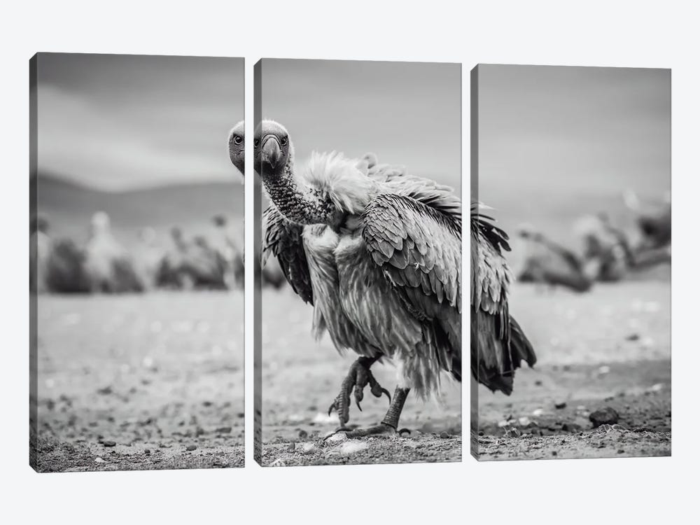 Vulture by Robin Scholte 3-piece Art Print