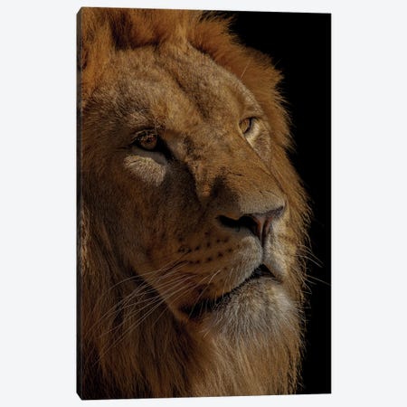 The King Canvas Print #RLT11} by Robin Scholte Canvas Wall Art