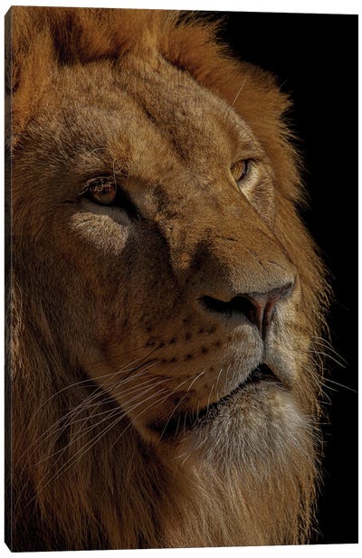 The King Canvas Art Print - Robin Scholte