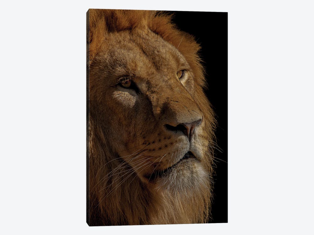 The King by Robin Scholte 1-piece Canvas Artwork