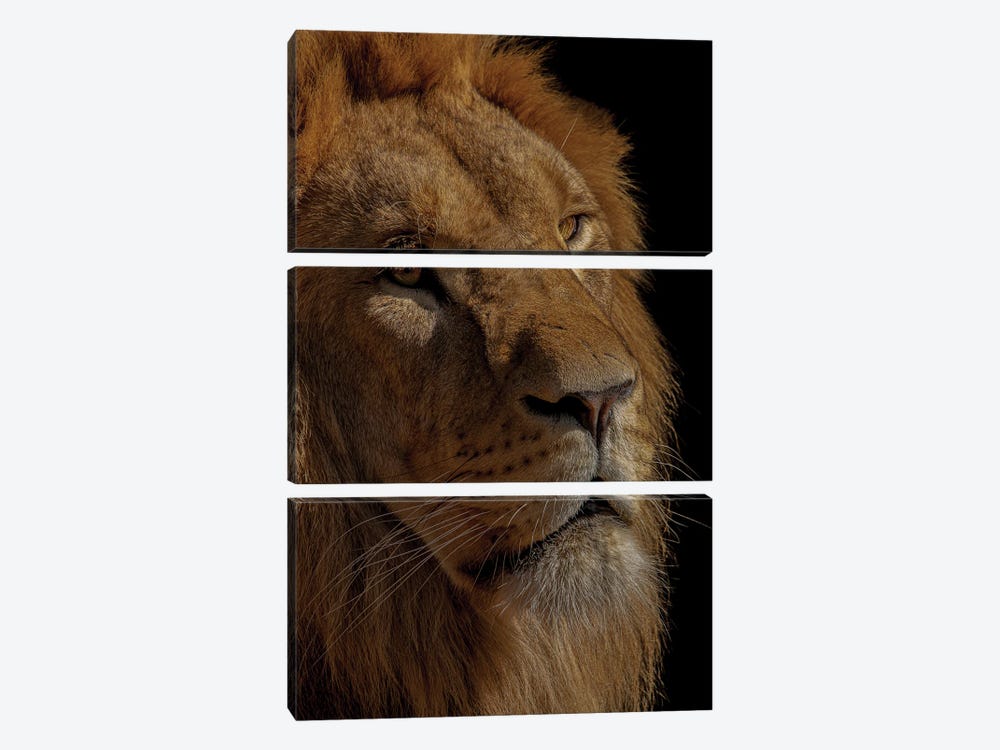 The King by Robin Scholte 3-piece Canvas Wall Art