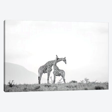 Giraffes In Love Canvas Print #RLT121} by Robin Scholte Canvas Art Print