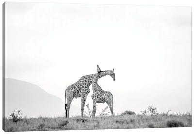 Giraffes In Love Canvas Art Print - Robin Scholte
