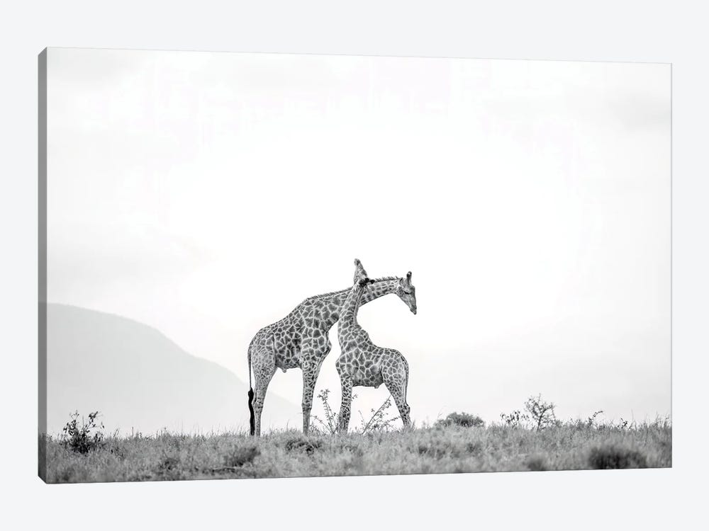 Giraffes In Love by Robin Scholte 1-piece Canvas Print