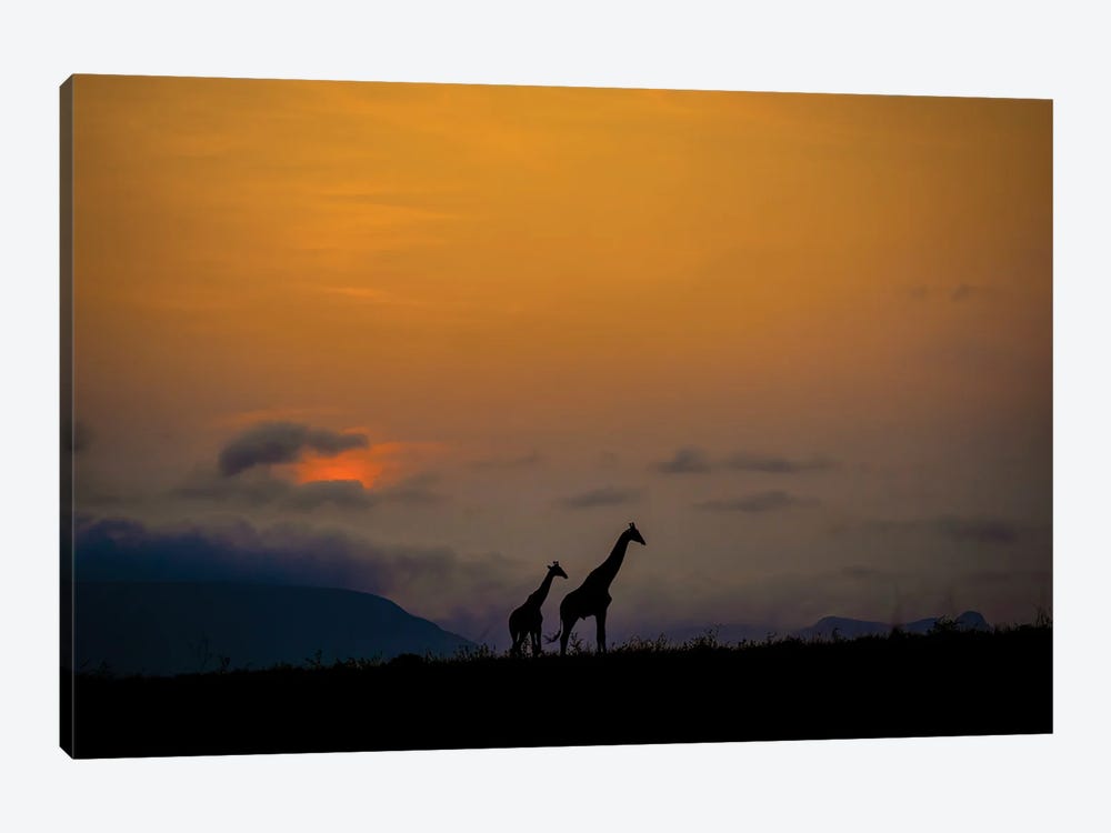 Giraffes At Sunset by Robin Scholte 1-piece Art Print