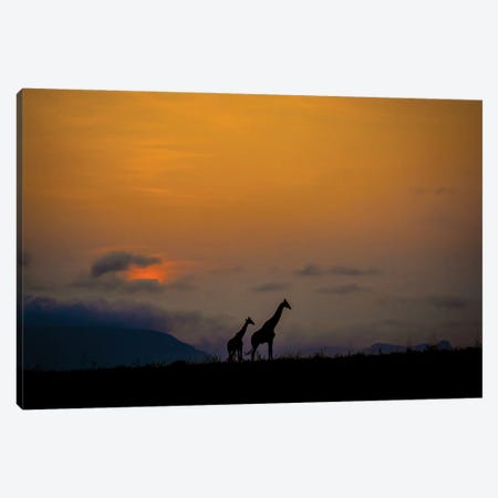 Giraffes At Sunset Canvas Print #RLT123} by Robin Scholte Canvas Art Print