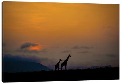 Giraffes At Sunset Canvas Art Print - Robin Scholte