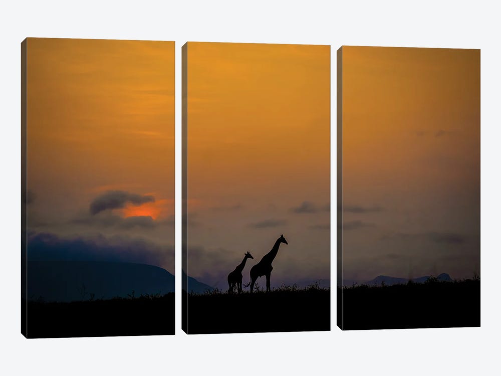 Giraffes At Sunset by Robin Scholte 3-piece Canvas Print
