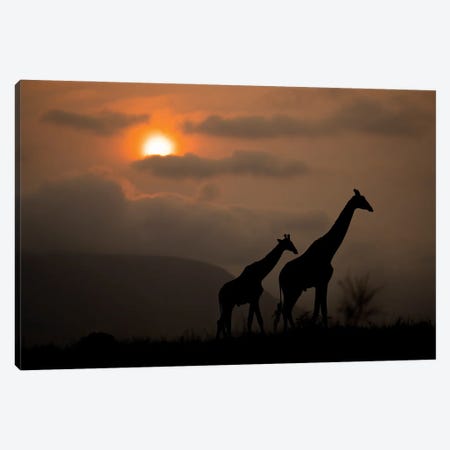 Giraffes Silhoutte At Sunrise Canvas Print #RLT126} by Robin Scholte Canvas Wall Art