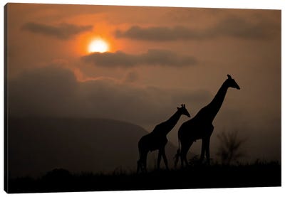 Giraffes Silhoutte At Sunrise Canvas Art Print - Robin Scholte
