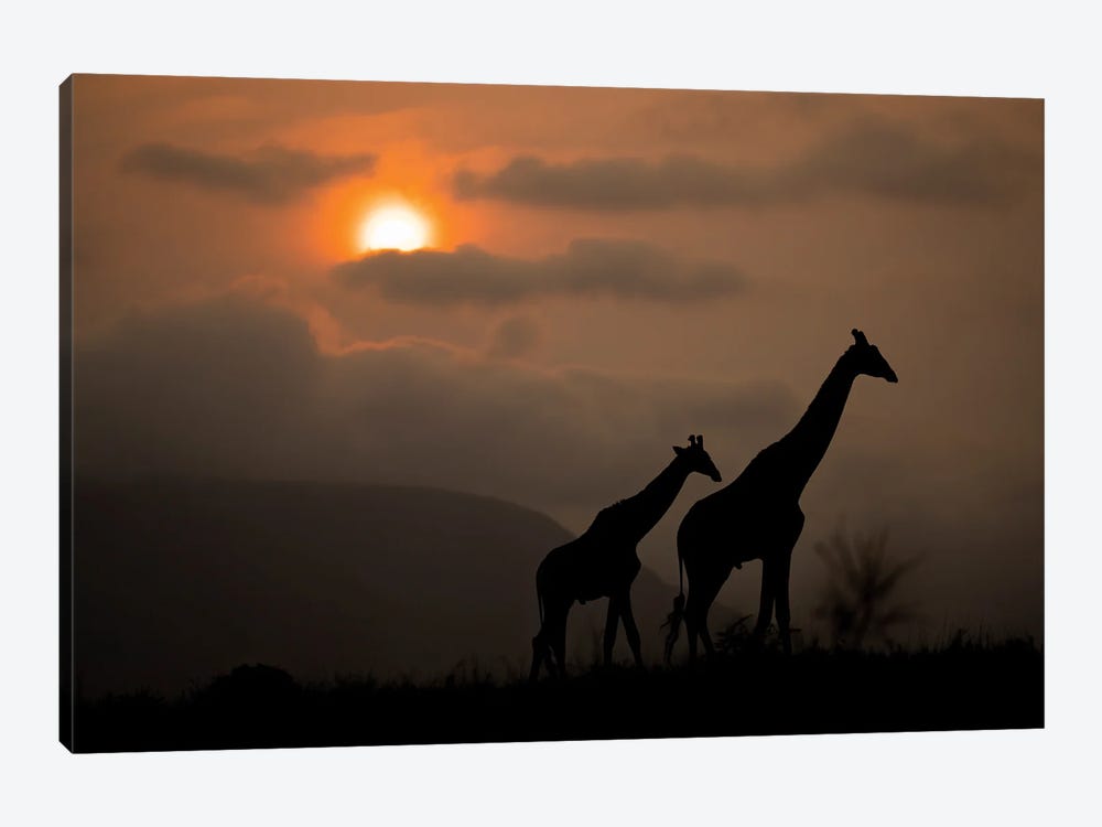 Giraffes Silhoutte At Sunrise by Robin Scholte 1-piece Canvas Wall Art