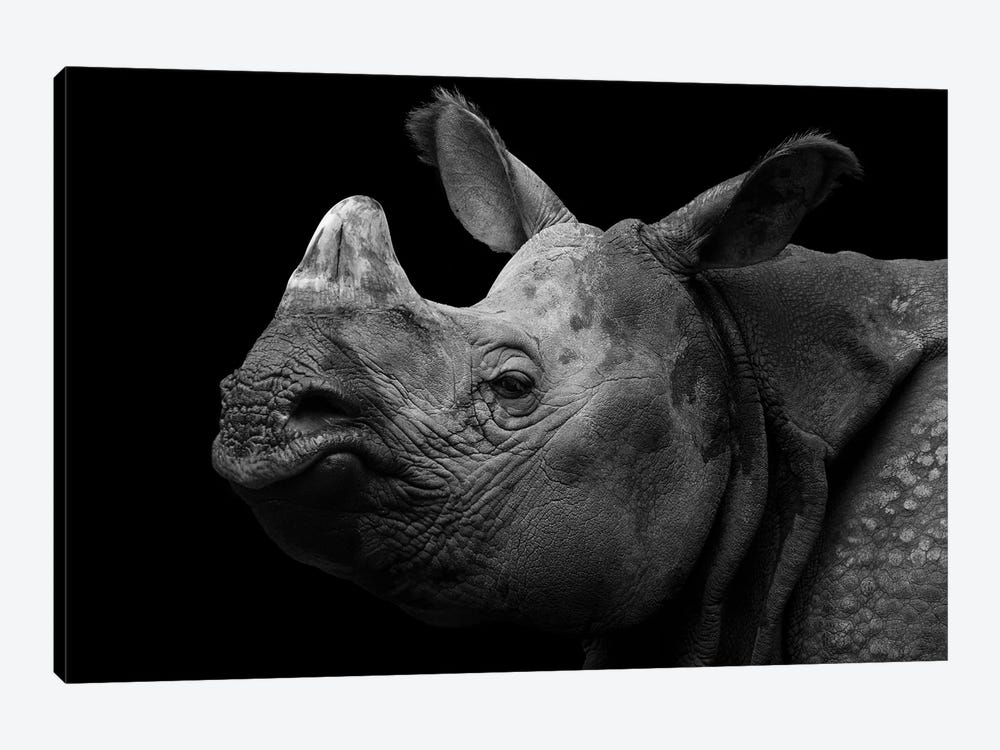 Grumpy Rhino by Robin Scholte 1-piece Canvas Art Print