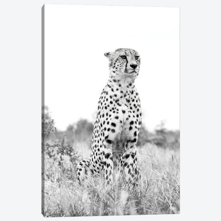 Monochrome Cheetah Canvas Print #RLT130} by Robin Scholte Canvas Artwork