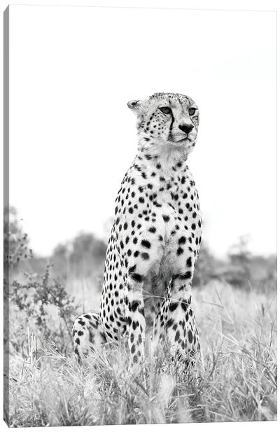 Monochrome Cheetah Canvas Art Print - Cheetah Art