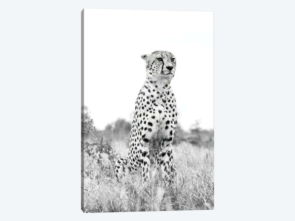 Monochrome Cheetah by Robin Scholte 1-piece Canvas Art Print