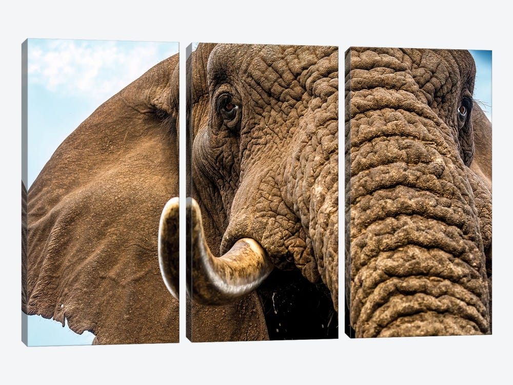 Underneath The Elephant by Robin Scholte 3-piece Canvas Artwork