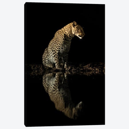 Sitting Leopard At Night Canvas Print #RLT134} by Robin Scholte Canvas Art Print