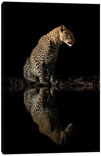 Sitting Leopard At Night Canvas Art Print - Cheetah Art