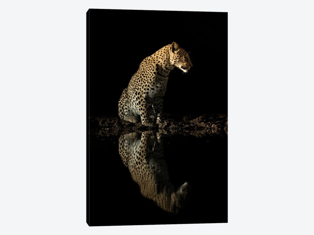 Sitting Leopard At Night by Robin Scholte 1-piece Canvas Print