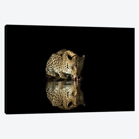 Drinking Leopard At Night Canvas Print #RLT136} by Robin Scholte Canvas Print