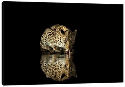 Drinking Leopard At Night Canvas Art Print - Cheetah Art
