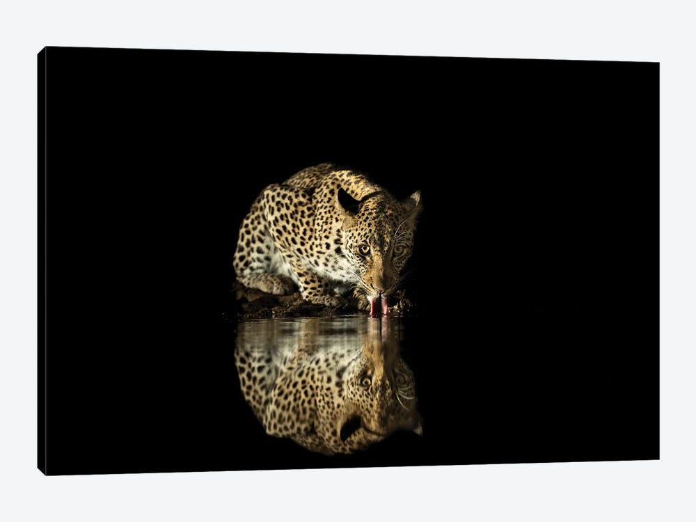 Drinking Leopard At Night by Robin Scholte 1-piece Canvas Print