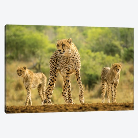 Cheetah Sisters On The Move Canvas Print #RLT138} by Robin Scholte Canvas Art