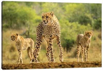 Cheetah Sisters On The Move Canvas Art Print - Cheetah Art