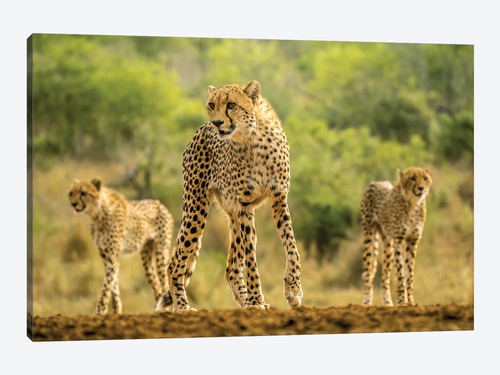 Cheetah Sisters On The Move by Robin Scholte 1-piece Canvas Art Print