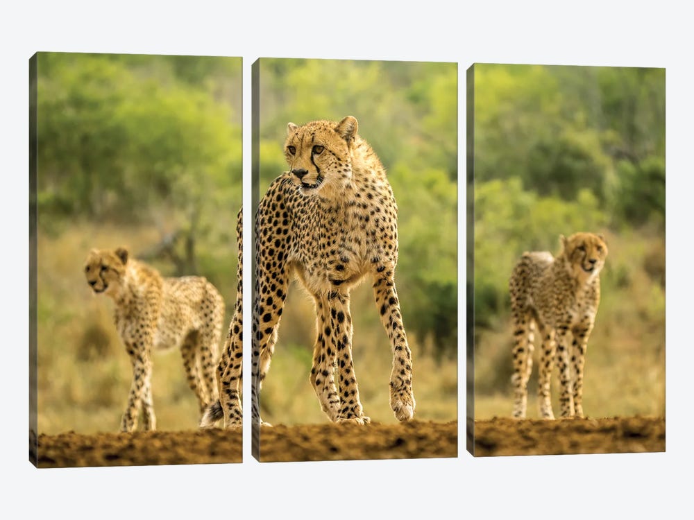 Cheetah Sisters On The Move by Robin Scholte 3-piece Art Print