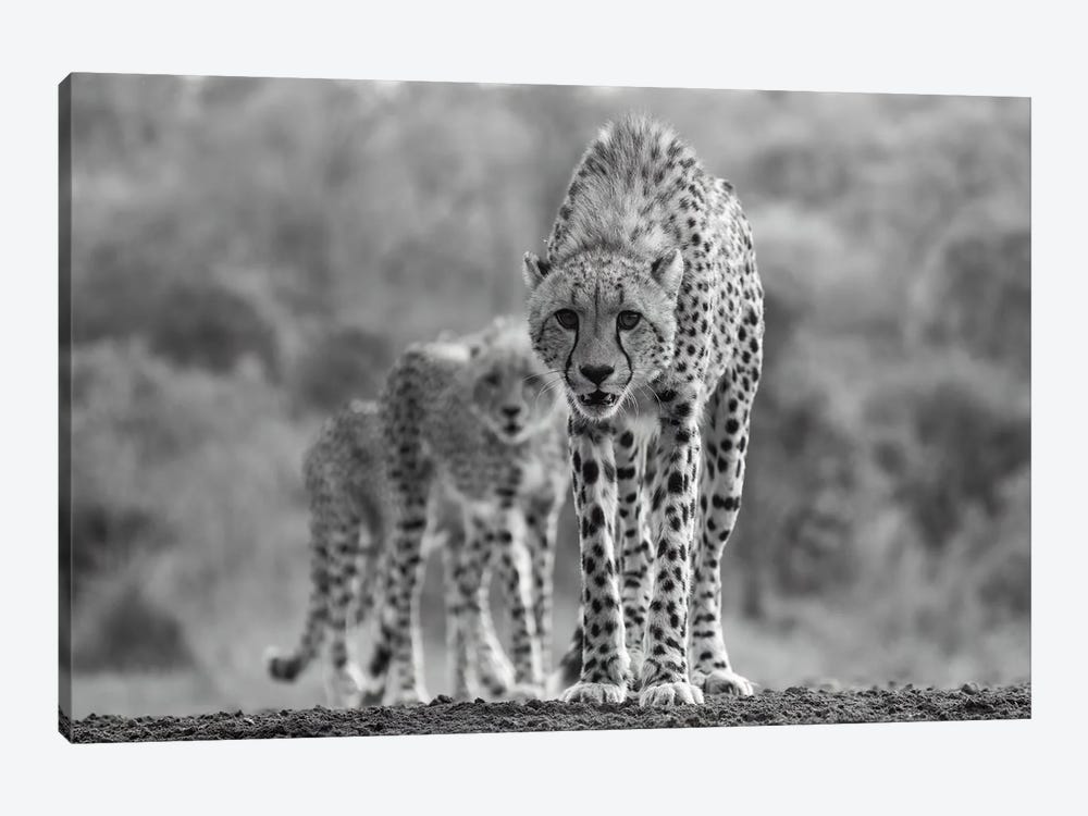 Cheetah Sisters by Robin Scholte 1-piece Canvas Art