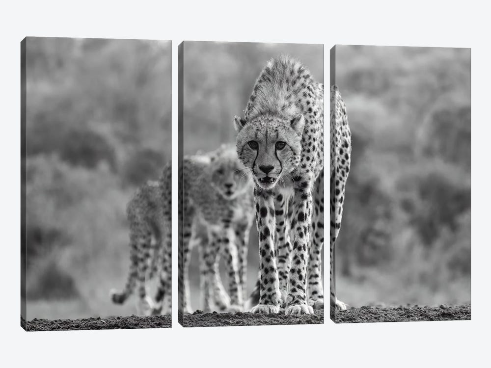 Cheetah Sisters by Robin Scholte 3-piece Canvas Wall Art