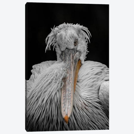 Bad Hair Day Canvas Print #RLT13} by Robin Scholte Canvas Wall Art