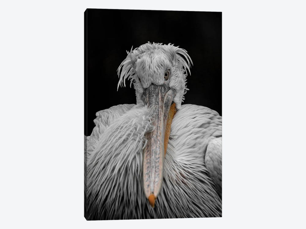 Bad Hair Day by Robin Scholte 1-piece Canvas Wall Art