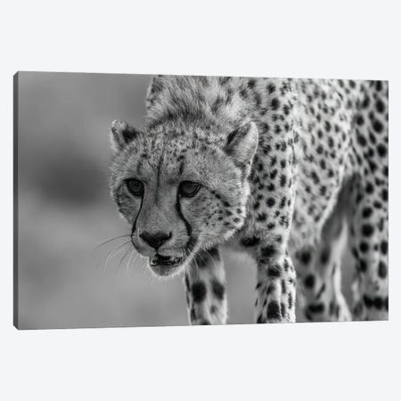 Close Up Hunting Cheetah Canvas Print #RLT141} by Robin Scholte Canvas Print