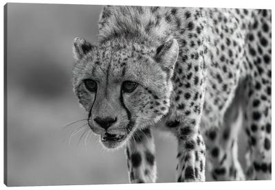 Close Up Hunting Cheetah Canvas Art Print - Cheetah Art