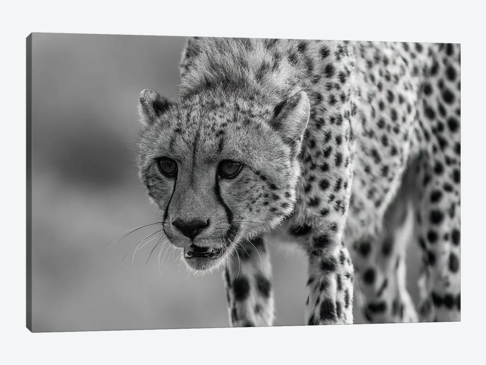 Close Up Hunting Cheetah by Robin Scholte 1-piece Canvas Art Print