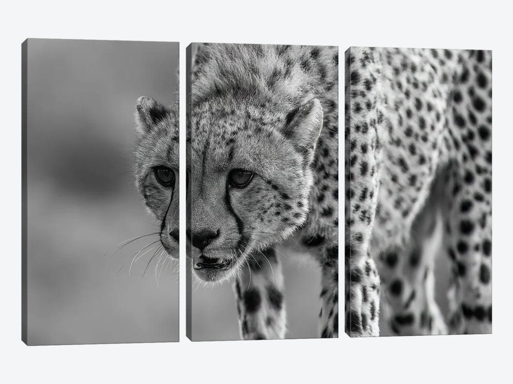 Close Up Hunting Cheetah by Robin Scholte 3-piece Canvas Art Print